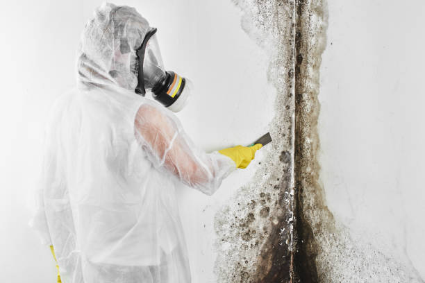 Best Office Mold Removal Services  in Barnsdall, OK