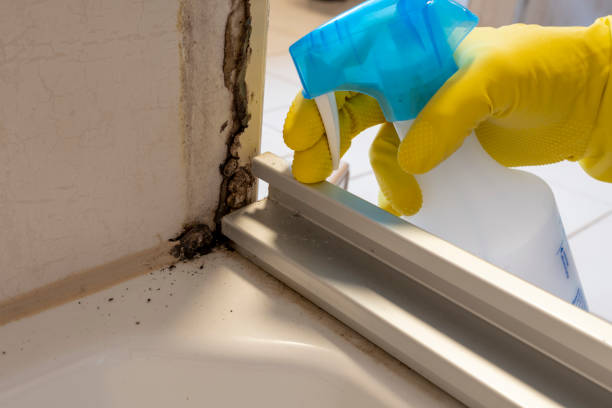 Best Home Mold Removal  in Barnsdall, OK