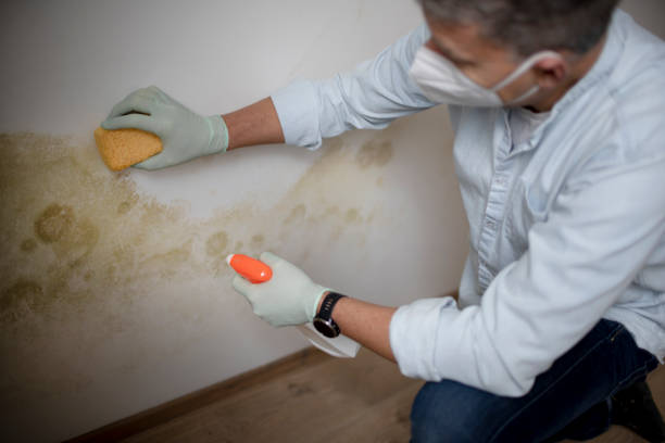 Best Fast Mold Removal  in Barnsdall, OK