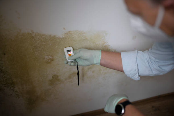 Best Attic Mold Removal  in Barnsdall, OK