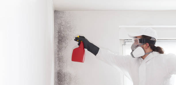 Office Mold Removal Services in Barnsdall, OK