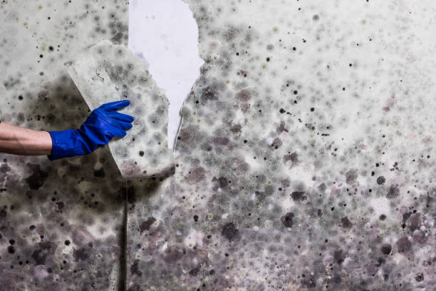 Professional Mold Removal in Barnsdall, OK
