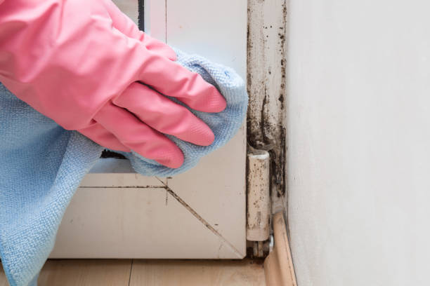 Best Best Mold Removal Companies  in Barnsdall, OK