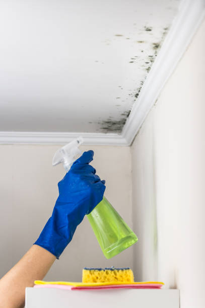 Trusted Barnsdall, OK Mold Removal Experts