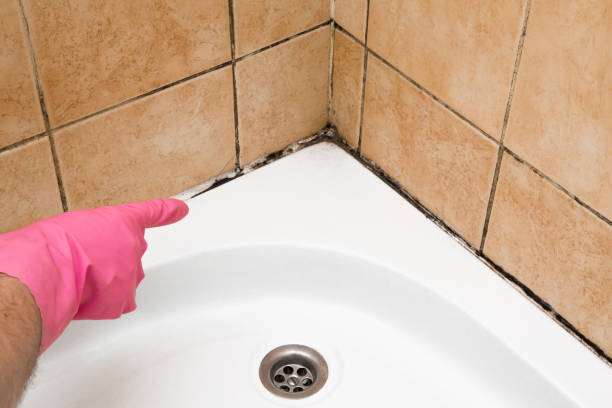 Best Best Mold Removal Companies  in Barnsdall, OK